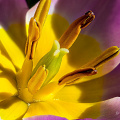 FGK-20220419-2022-04-27-12.24.38 ZS PMax-Tulipa Bakeri Lilac Wonder.jpg