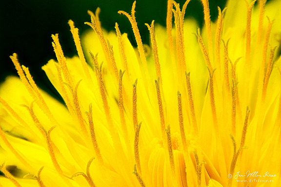 Flower of the paardebloem