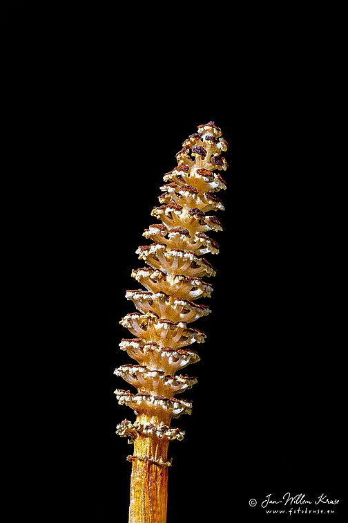 Common horsetail (Equisetum arvense), in Dutch: heermoes.