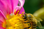 Honey bee and little white spider on dahlia 'Dionne'