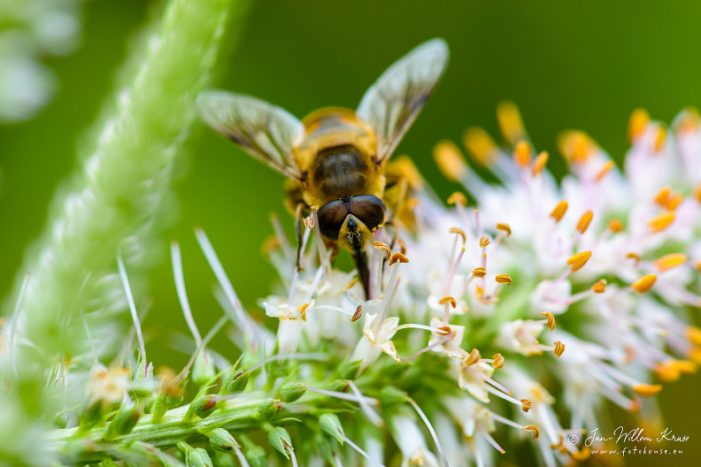 Close-up of a honey bee fetching nectar from the white flowers of the White vervain