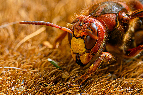 Europese hoornaar of paardenwesp (Vespa crabro)