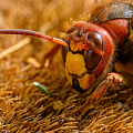 FGK-20220526-Z9-4724-european hornet-macro-insect.jpg