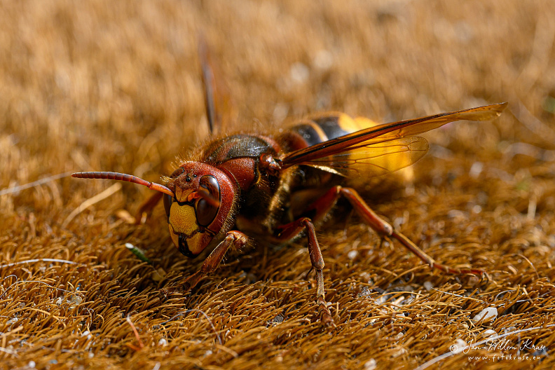 Macro of an European hornet (Vespa crabro)