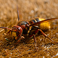 FGK-20220526-Z9-4724-european hornet-macro-insect-2.jpg
