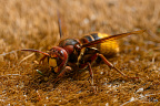 Europese hoornaar of paardenwesp (Vespa crabro)