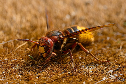 Europese hoornaar of paardenwesp (Vespa crabro)