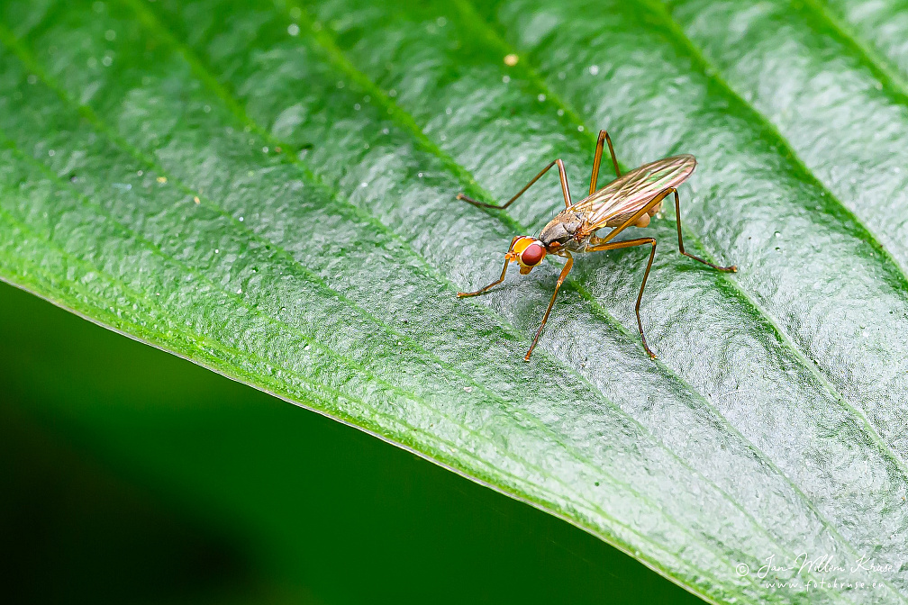 Stilt-legged fly (Neria femoralis), NL: spillebeenvlieg