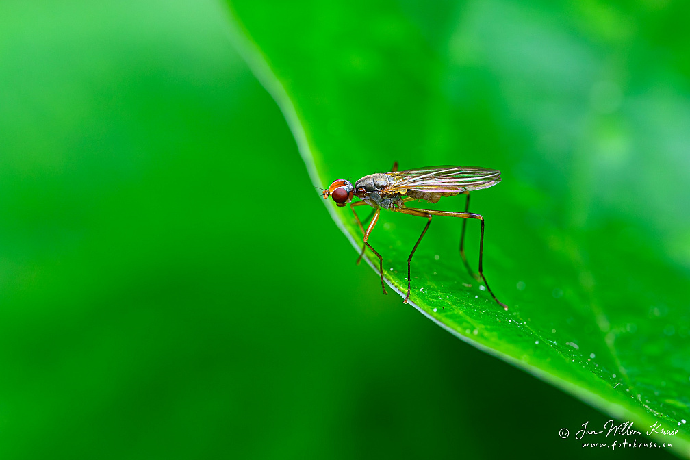 Stilt-legged fly (Neria femoralis), NL: spillebeenvlieg