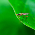 FGK-20220605-Z9-7211-Enhanced-NR-macro-stilt legged fly-neria femoralis-crop.jpg