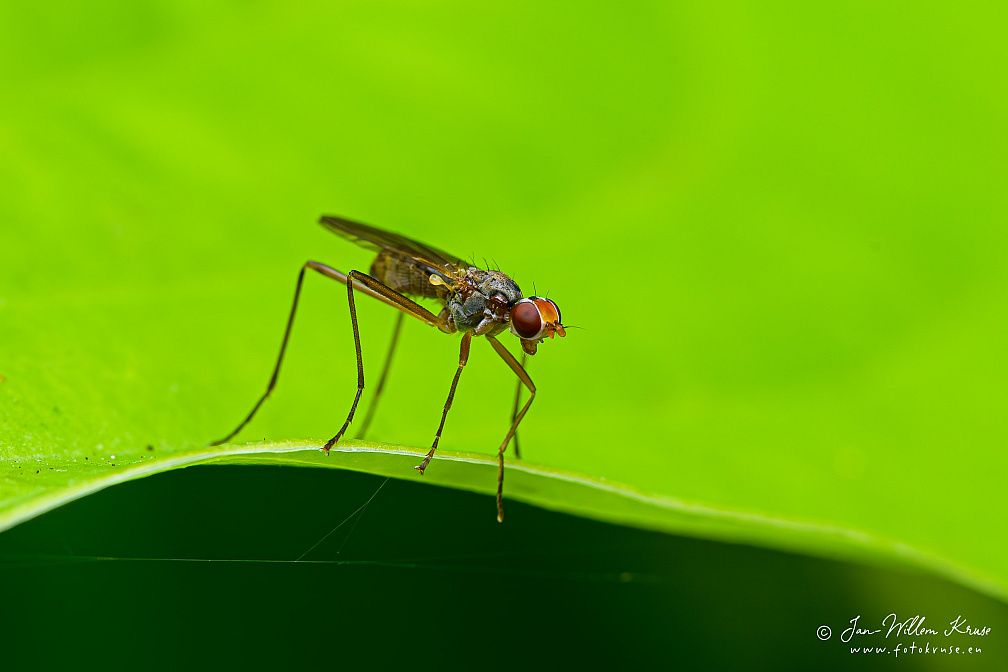 Stilt-legged fly (Neria femoralis), NL: spillebeenvlieg