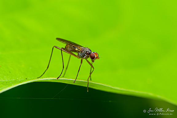 Stilt-legged fly (Neria femoralis), NL: spillebeenvlieg