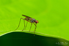 Stilt-legged fly (Neria femoralis), NL: spillebeenvlieg