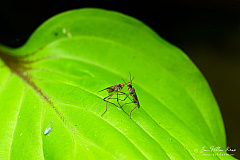 Fighting stilt-legged flies (Neria femoralis), NL: spillebeenvlieg