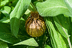 Egg sac of a wasp spider (Argiope bruennichi)