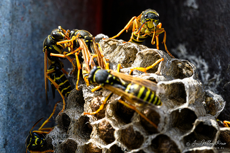 Wasp nest of the European paper wasp (Polistes dominula)
