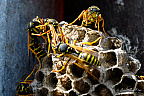 European paper wasp (Polistes dominula)