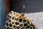 European paper wasp (Polistes dominula)