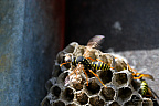 European paper wasp (Polistes dominula)