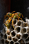 European paper wasp (Polistes dominula)