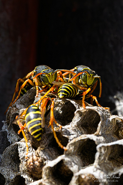 Wasp nest of the European paper wasp (Polistes dominula)