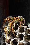 European paper wasp (Polistes dominula)