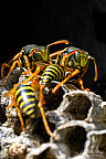 European paper wasp (Polistes dominula)