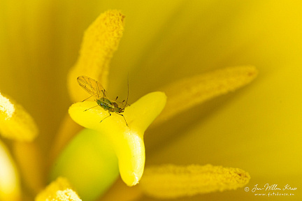 Louse on a pistil of a tulip (117 visits) Macro taken by hand cropped with factor 2.15 to enlarge. Louse on a pistil of a tulip