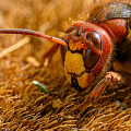 european hornet-macro-insect_Z9-4724.jpg