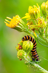 Caterpillar of the cinnabar moth (Tyria jacobaeae) / NL: rups van de sint-jacobsvlinder