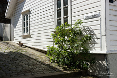 Small wooden house (1856) at Øvre Strandgate 62 in Old Stavanger (385 visits) Small wooden house at Øvre Strandgate (Upper Strandgate) number 62, located in Gamle Stavanger (Old... Small wooden house (1856) at Øvre Strandgate 62 in Old Stavanger