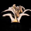 rosy-pelican-swimming-formation-wings-up_D200-7318.jpg
