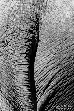 Elephant back (377bezoeken) Elephant back