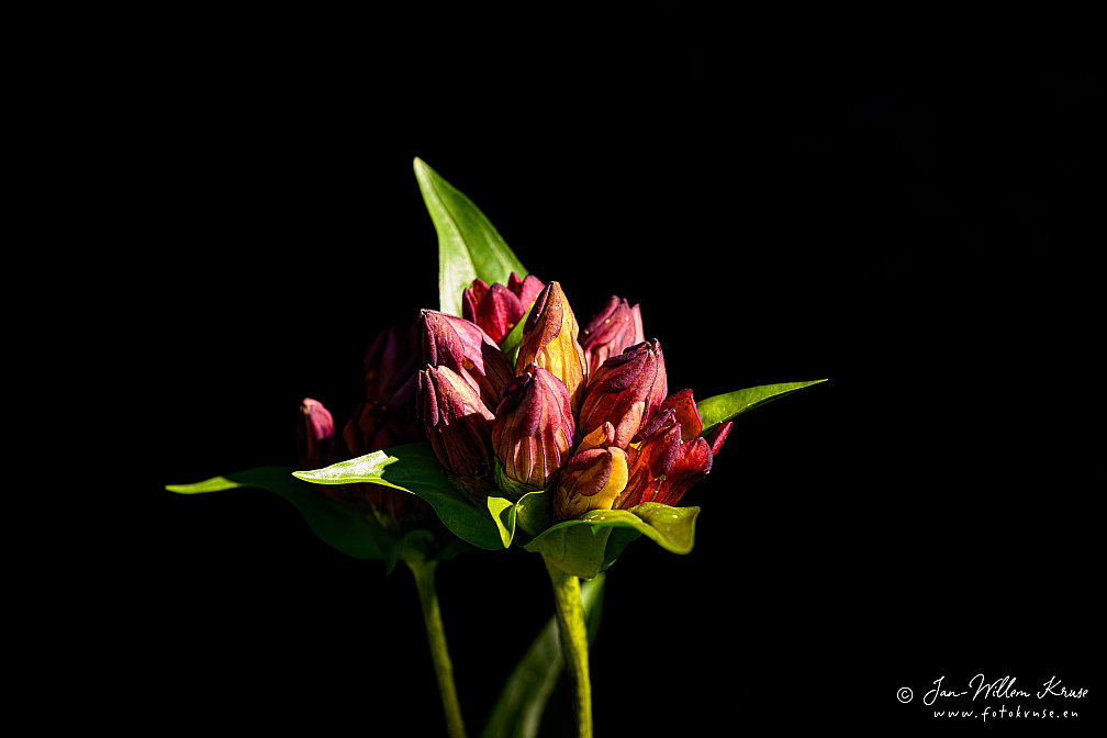 Flower in bud of the purple gentian (Gentiana purpurea) (203bezoeken) The species is hermaphrodite (has both male and female organs) and is pollinated by Bumblebees and b... Flower in bud of the purple gentian (Gentiana purpurea)