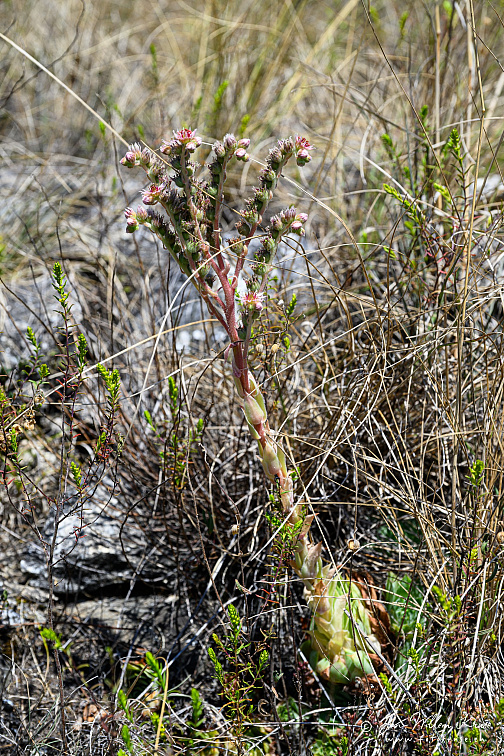 Z9-9218 (571 visits) Z9-9218