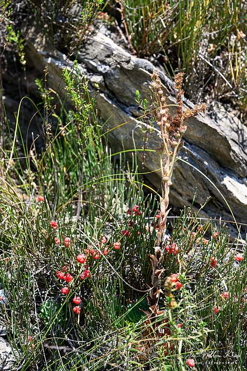 Z9-9237 (780 visits) Z9-9237