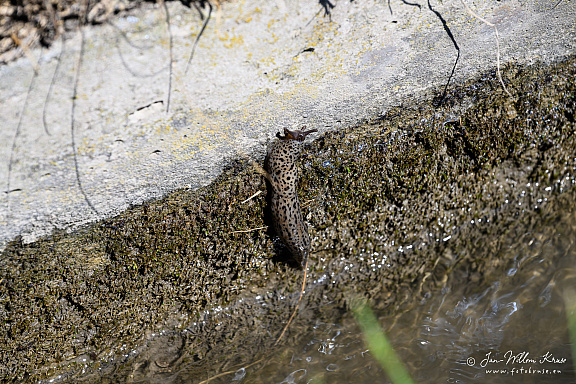 Z9-9274 (953 Besuche) Z9-9274