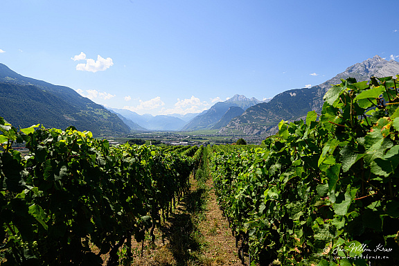 Z9-9349 (1460 visits) Z9-9349