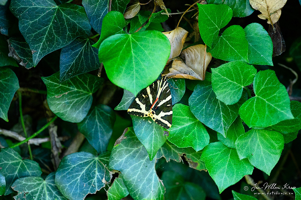 Z9-9357 (842 visits) Z9-9357