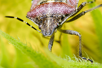 Hairy shieldbug (Dolycoris baccarum)