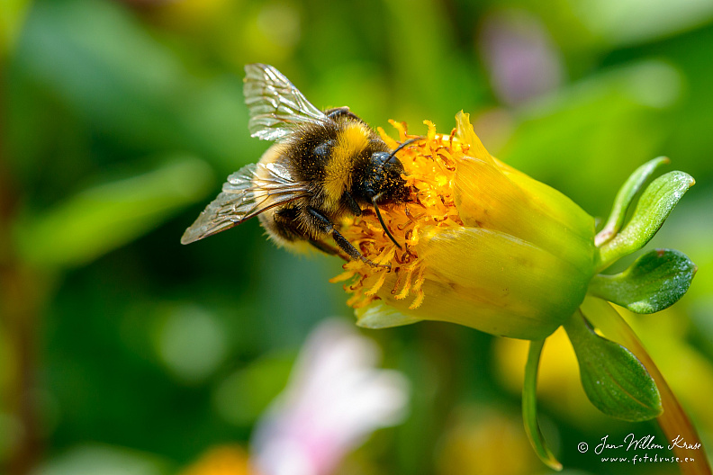 Honey bee fetching nectar from dahlia