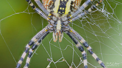 Focus stacked close-up of head of Female wasp spider (Argiope bruennichi)
