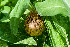 Egg sac of a wasp spider (Argiope bruennichi)