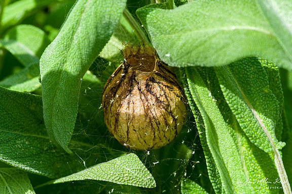 Egg sac of a wasp spider (Argiope bruennichi) (476bezoeken) Argiope bruennichi (wasp spider) is distributed throughout Europe, north Africa, parts of Asia, the ... Egg sac of a wasp spider (Argiope bruennichi)