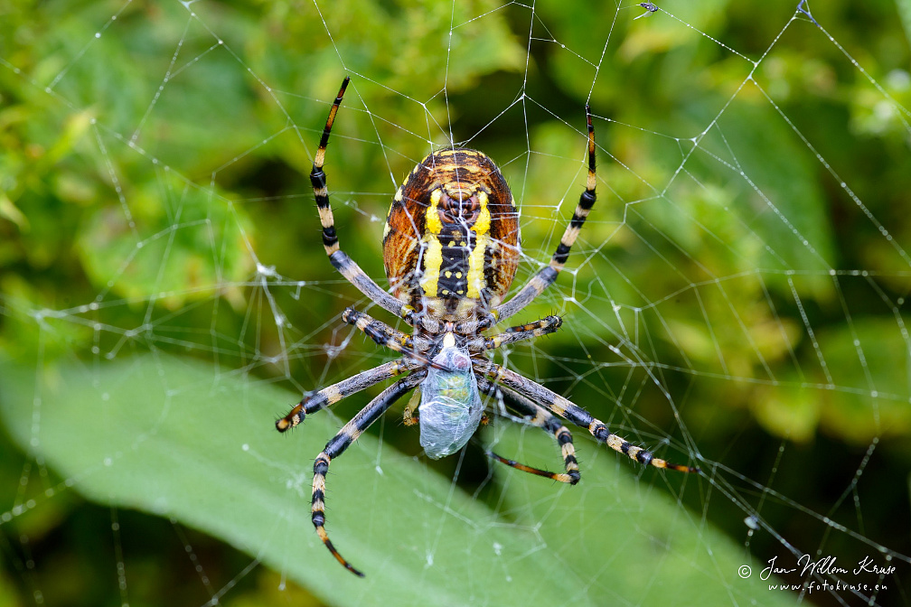 Female wasp spider (Argiope bruennichi) wraps a fly in spider silk