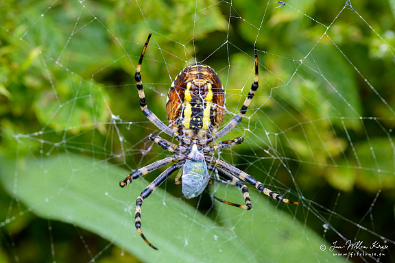 Female wasp spider (Argiope bruennichi) wraps a fly in spider silk (423bezoeken) Argiope bruennichi (wasp spider) is distributed throughout Europe, north Africa, parts of Asia, the ... Female wasp spider (Argiope bruennichi) wraps a fly in spider silk