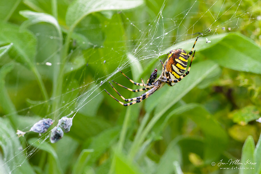 Female wasp spider (Argiope bruennichi) finishes consuming a fly