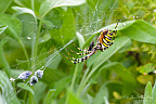 Female wasp spider (Argiope bruennichi) finishes consuming a fly