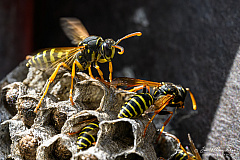 European paper wasp (Polistes dominula) (457 visits) European paper wasp (Polistes dominula)