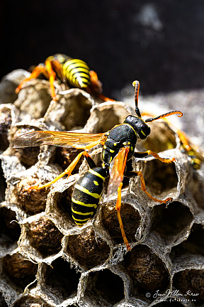 European paper wasp (Polistes dominula) (441bezoeken) European paper wasp (Polistes dominula)